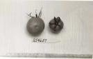 Click for 1 image(s) for this accession. FRUIT